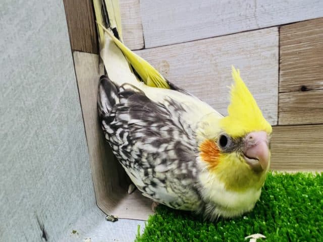 オカメインコ