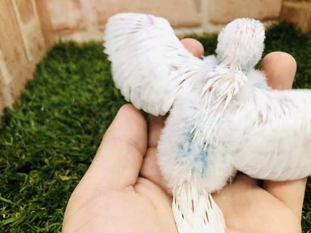 セキセイインコ