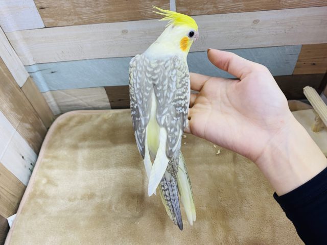 オカメインコ