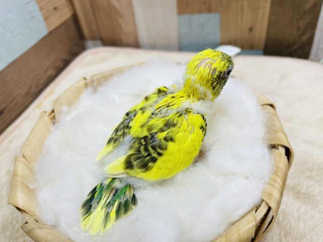 セキセイインコ