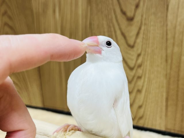 白文鳥