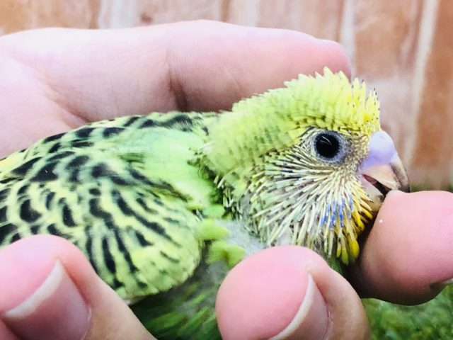 セキセイインコ