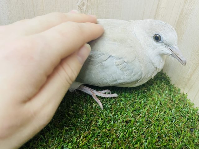 ジュズカケバト