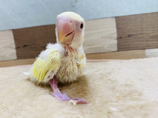 コザクラインコ（小桜インコ）