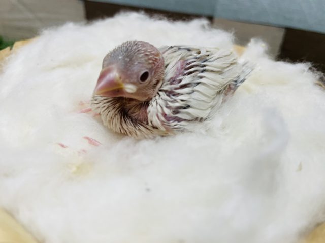 シルバーイノ文鳥