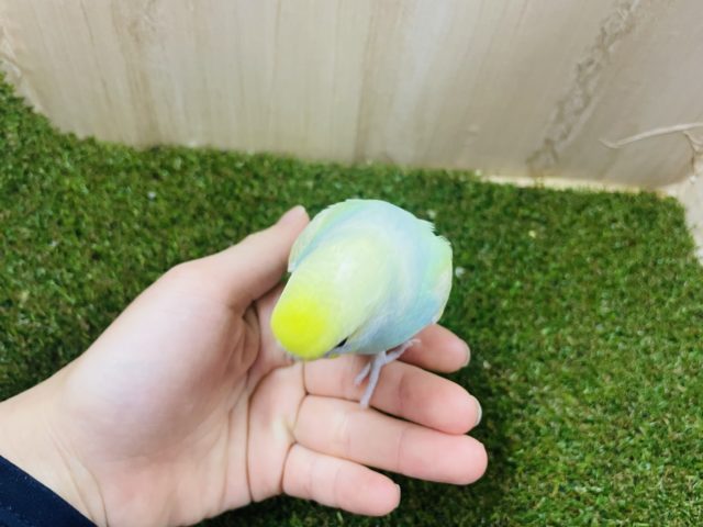 セキセイインコ