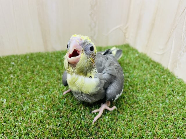 オカメインコ