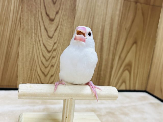 白文鳥