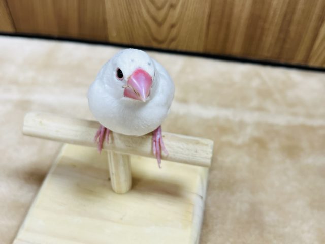 白文鳥