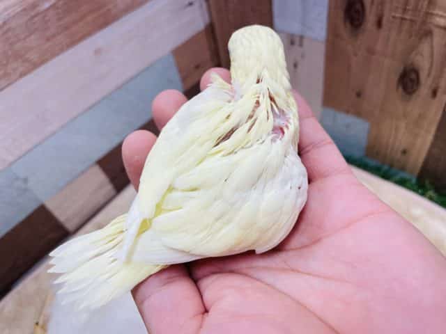 サザナミインコ