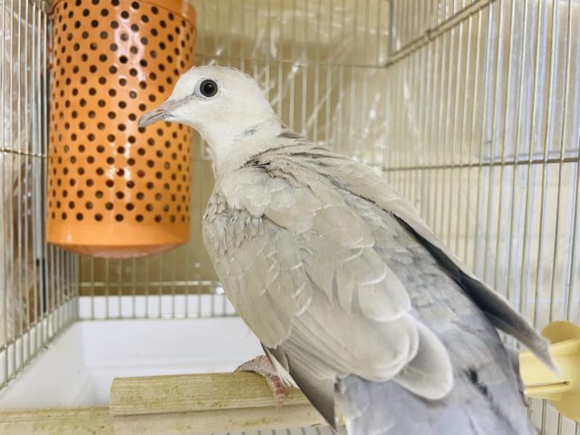 ジュズカケバト