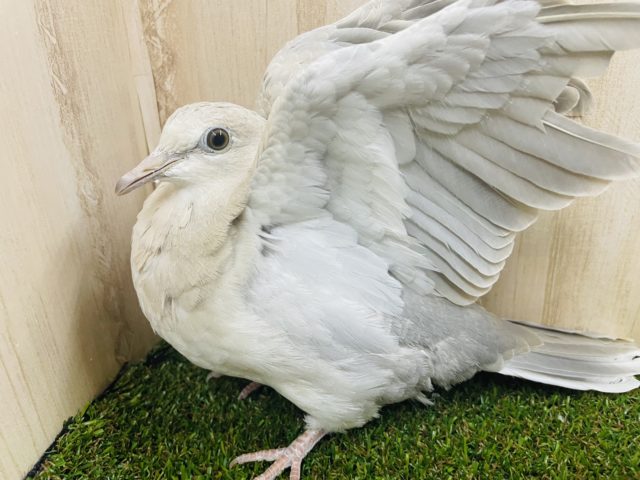 ジュズカケバト