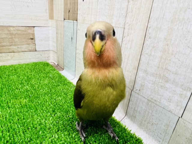 コザクラインコ（小桜インコ）