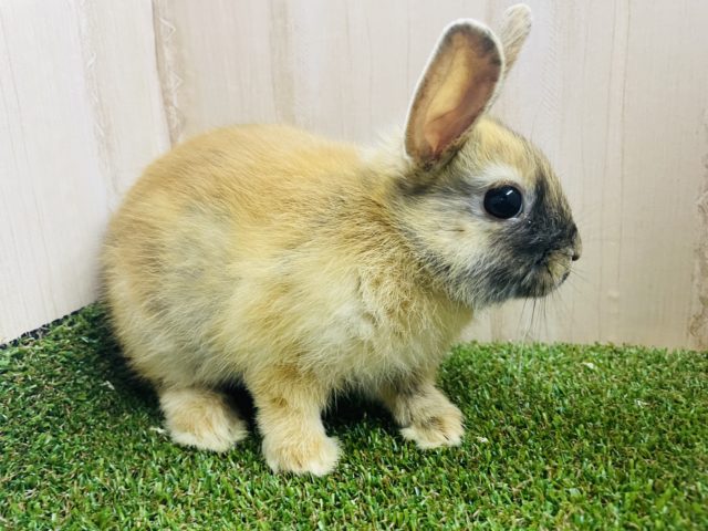 ネザーランドドワーフ