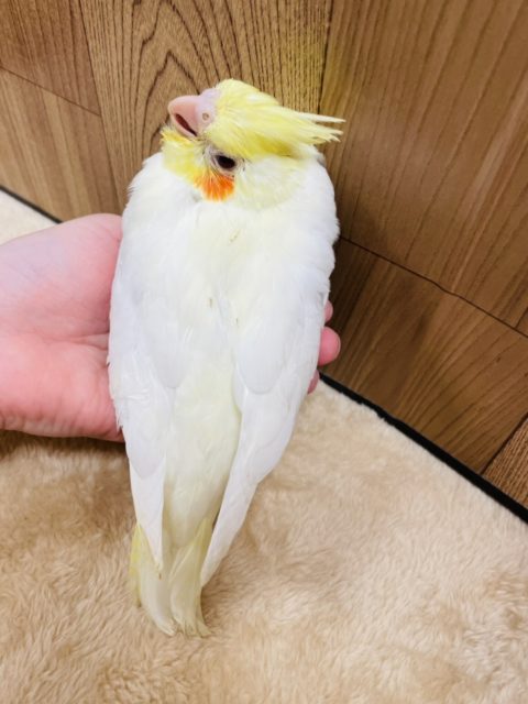 オカメインコ