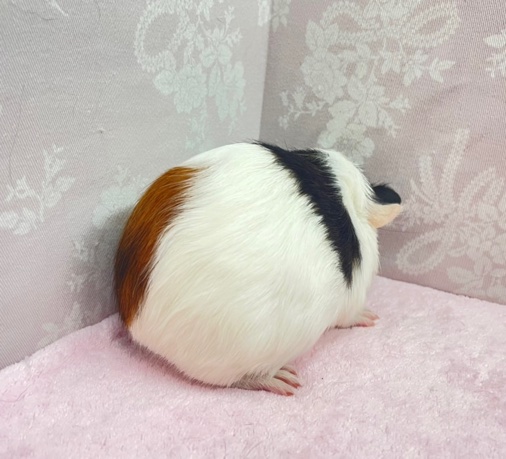 イングリッシュモルモット