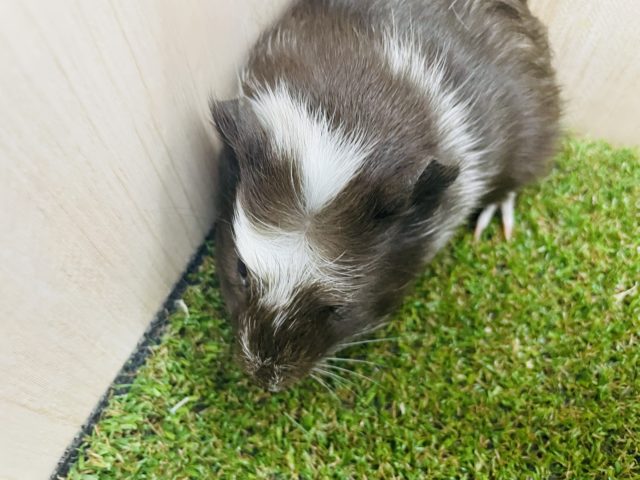 クレステッドモルモット