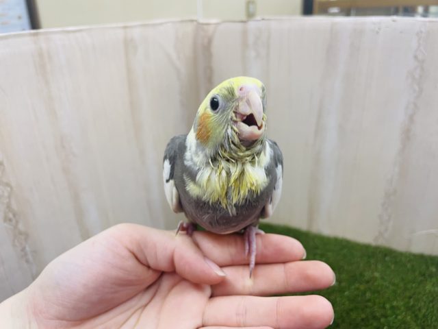 オカメインコ