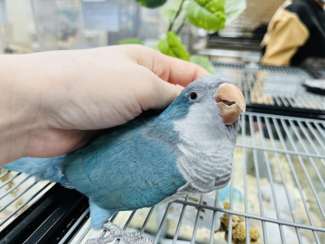 オキナインコ