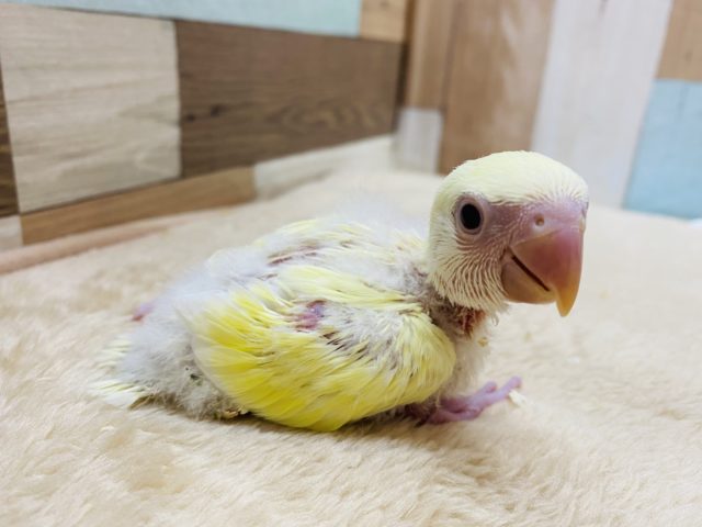 コザクラインコ（小桜インコ）