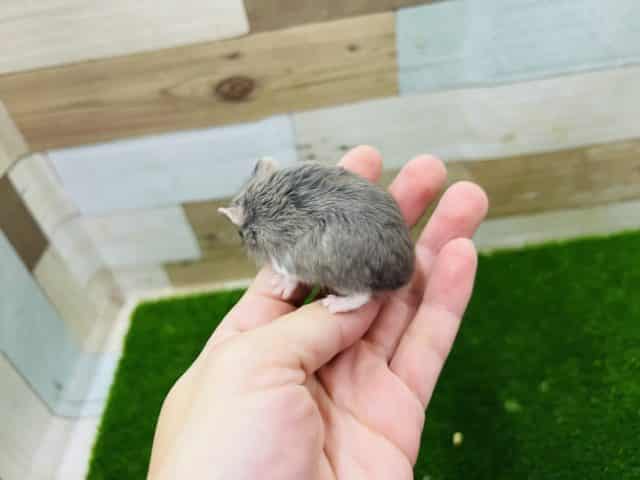 ロボロフスキーハムスター