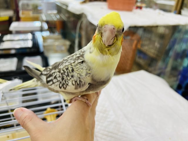 オカメインコ