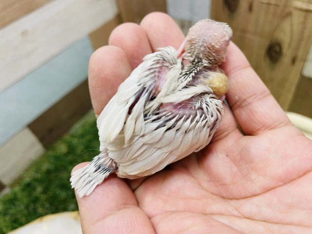 シルバーイノ文鳥