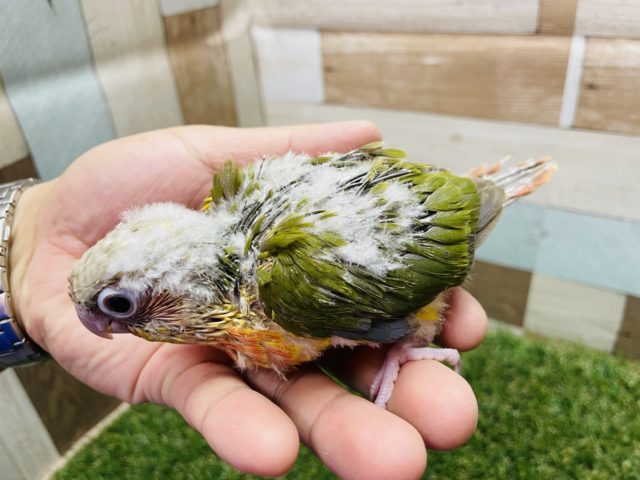 ホオミドリウロコインコ
