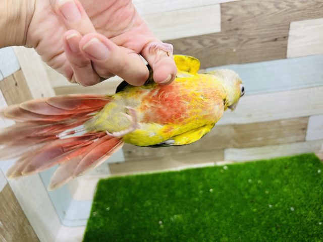 ホオミドリウロコインコ