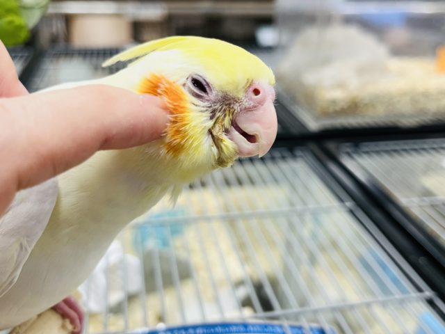オカメインコ