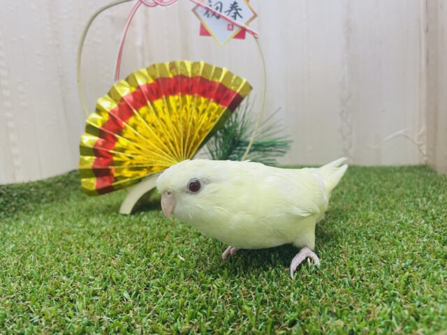 最新画像になりますよ‼️クリーミーなマイペースさん? サザナミインコ クリームルチノー サザナミインコ