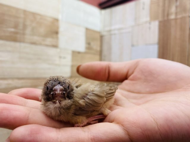 錦花鳥（キンカチョウ）