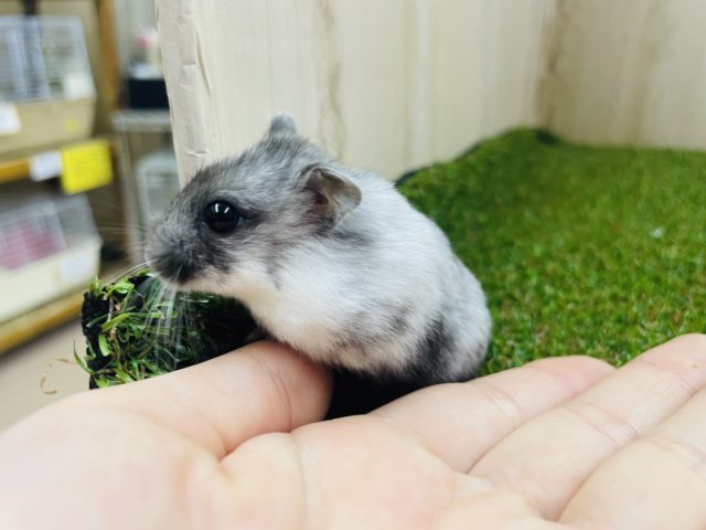 ドワーフハムスターの1種
