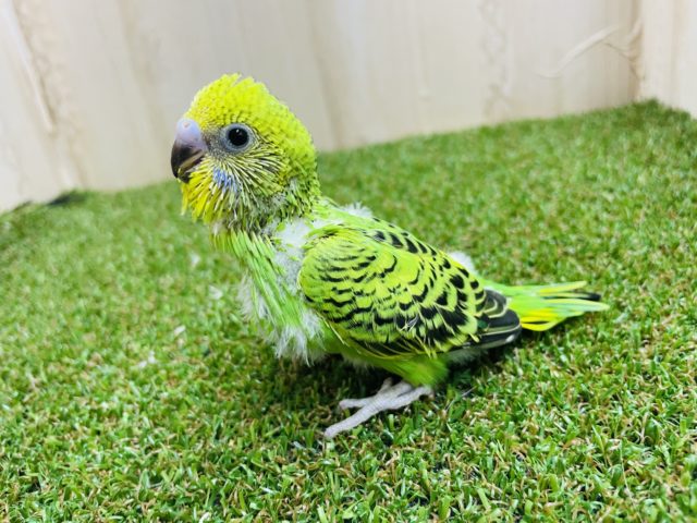 セキセイインコ