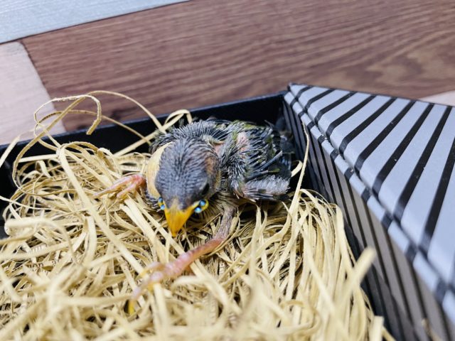 チモールセイコウチョウ