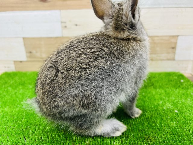 ネザーランドドワーフ