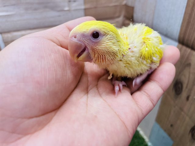 コザクラインコ（小桜インコ）
