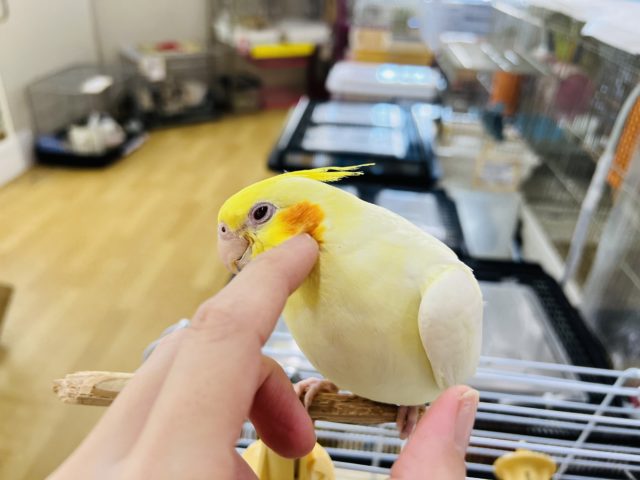 オカメインコ