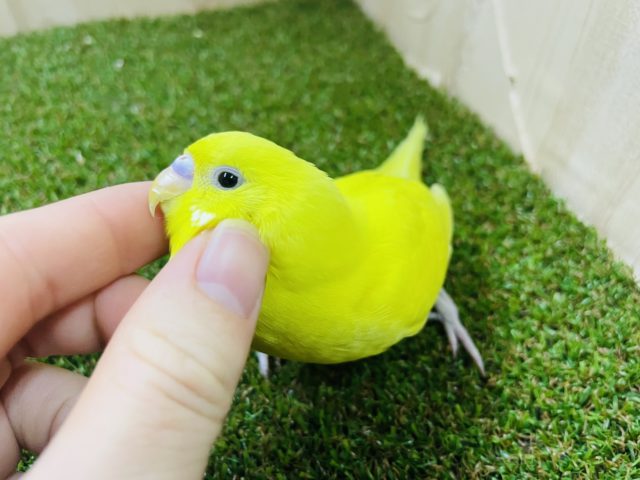セキセイインコ