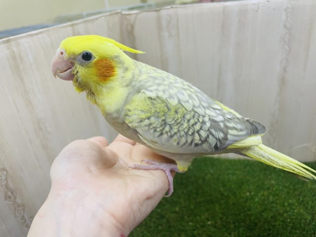 オカメインコ