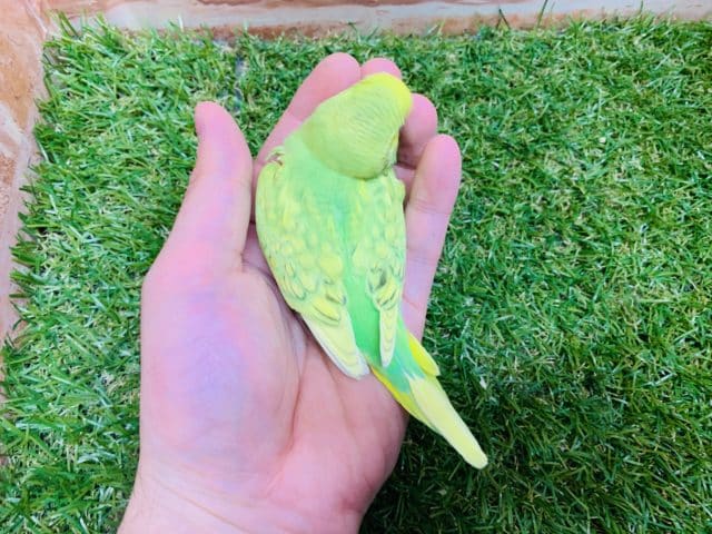 セキセイインコ
