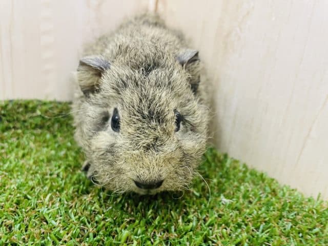 テディモルモット