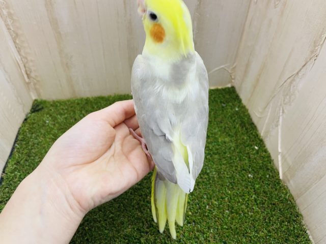 オカメインコ