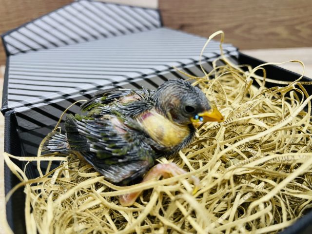 チモールセイコウチョウ