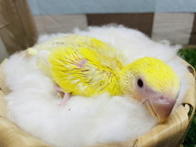 コザクラインコ（小桜インコ）