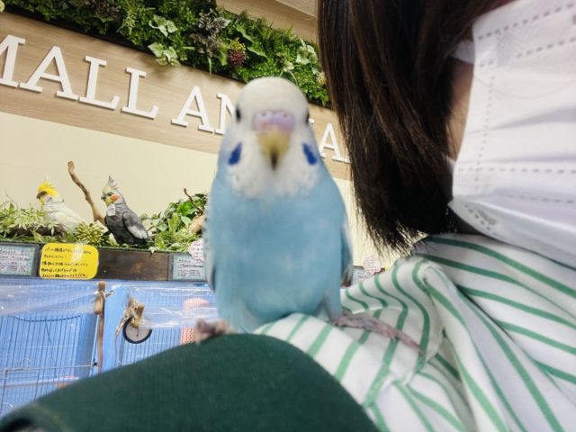 セキセイインコ