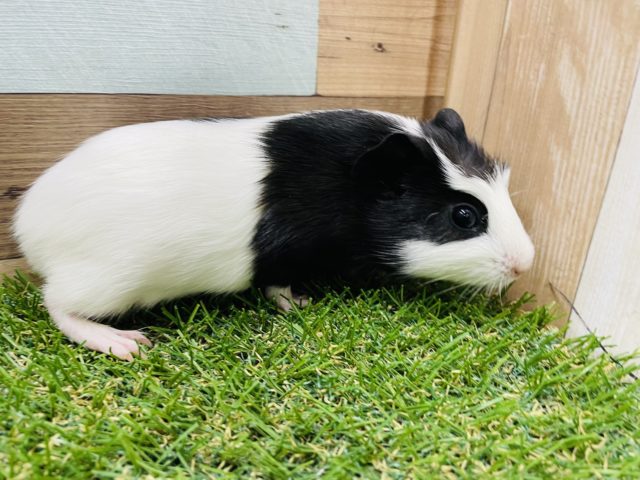 クレステッドモルモット