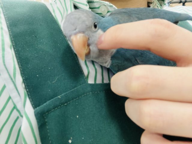 オキナインコ