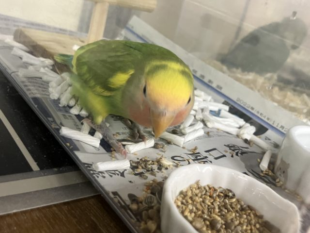 コザクラインコ（小桜インコ）
