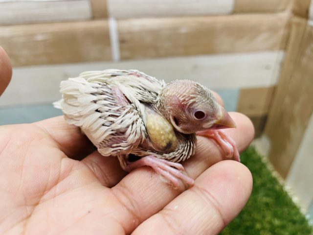 シルバーイノ文鳥